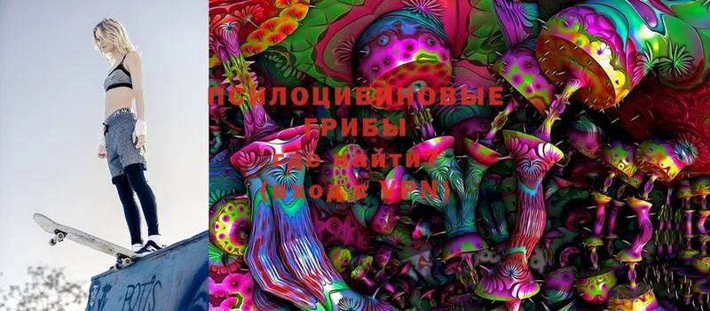 купить  цена  Баксан  Галлюциногенные грибы Cubensis 